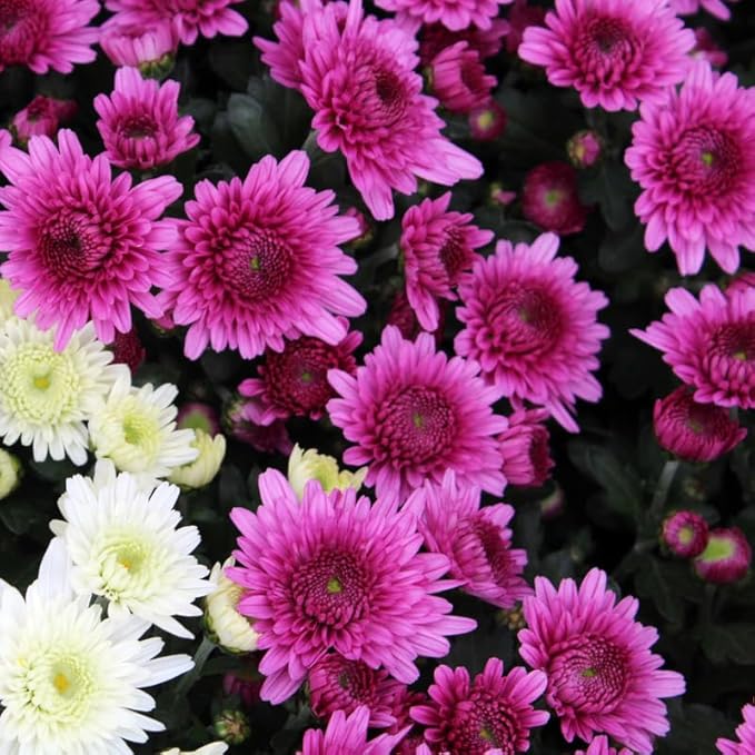 Pack 3 Purple Chrysanthemum Plants, Mums Plants Live, 3 to 6 Inch Tall Garden Mum Live Plant, Vibrant Fall Blooms, Hardy Chrysanthemum Flowers, No Pot