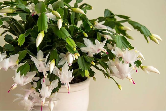 American Plant Exchange Christmas Cactus Plant, Live Flowering Indoor Houseplant, 8-Inch Pot, Hanging Basket, Easy to Care, Pet Safe, Assorted Colors Growers Choice