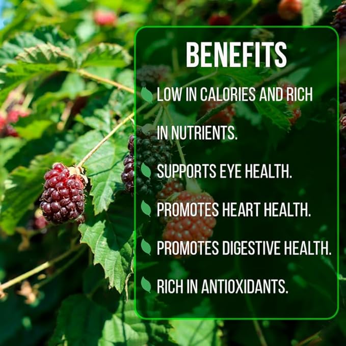 Berry Plant Boysenberry (4 Pack) | Grow Your own Food on Your Edible Organic Garden | Easy to Grow Plants | Edible Fruit Plant for Sustainable Living | Live for Planting |