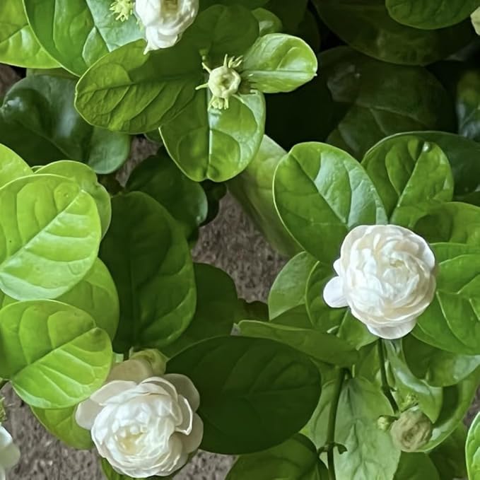 2 Jasmine Plants Live, Climbing Jasmine Flower Plant, Zone 4 to 11, 5 to 7 Inc in Height (Maid of Orleans)