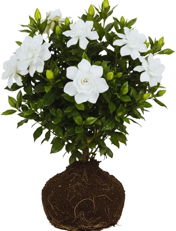 2 Jasmine Plants Live, Climbing Jasmine Flower Plant, Zone 4 to 11, 5 to 7 Inc in Height (Frost Proof Gardenia)