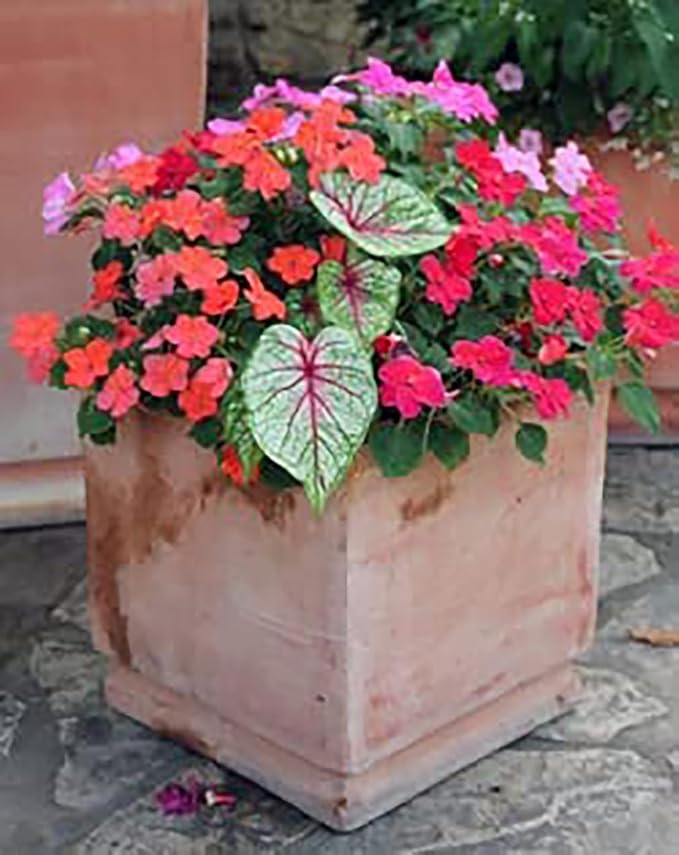 Fancy Leaf Caladium - Cranberry Star - Large Size Root - Hardy Zones 9-11