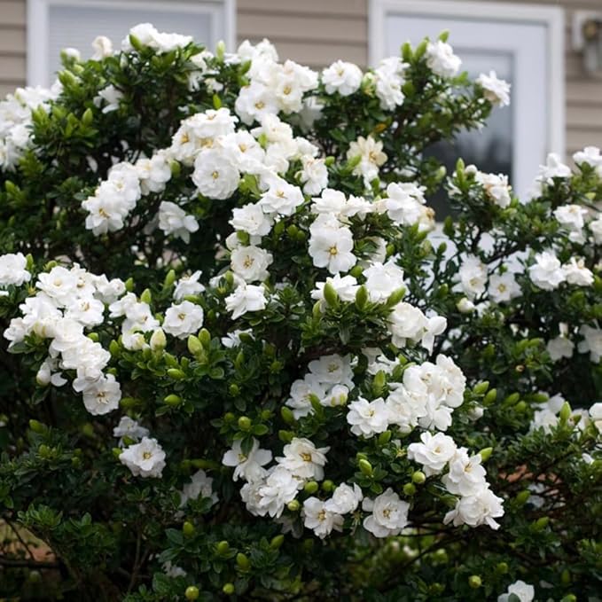 Live Aimee Gardenia Plant Giant Jasmine Flowers Shurb White Double Gardenia Flower Shurb Cape Jasmine Plant 8-12 Inch Tall