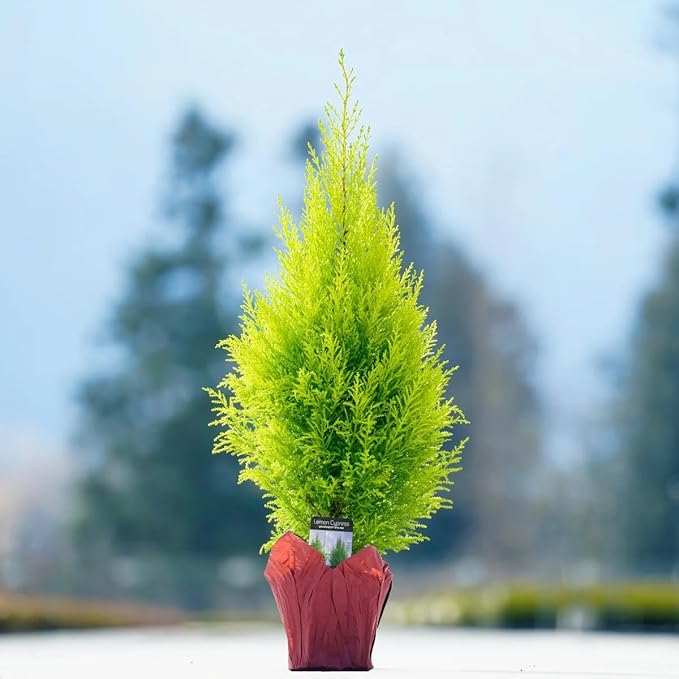 Lemony Christmas Tree. Lemon Cypress 'Goldcrest' (Cupressus Macrocarpa) - Vibrant Yellow-Green Foliage, Citrus Scent, Indoor/Outdoor (2 Cypress-Lemon sacs)