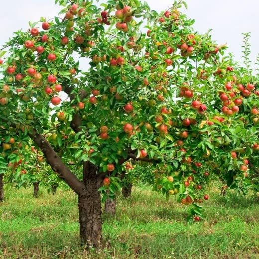 TriStar Plants - Pink Lady Apple Tree, 1 Gallon Pot - Healthy Established Roots, Young Easy Tree, Edible Fruit, Semi-Dwarf, Crisp Apple.