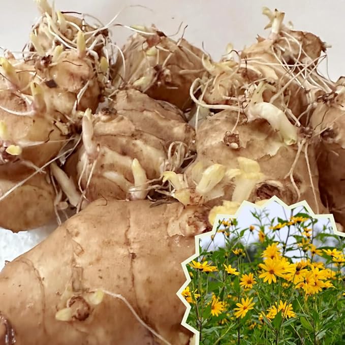 2 Lb Jerusalem Artichoke Live Tubers, Sunchoke Bulbs for Planting Gardening Indoor Outdoor