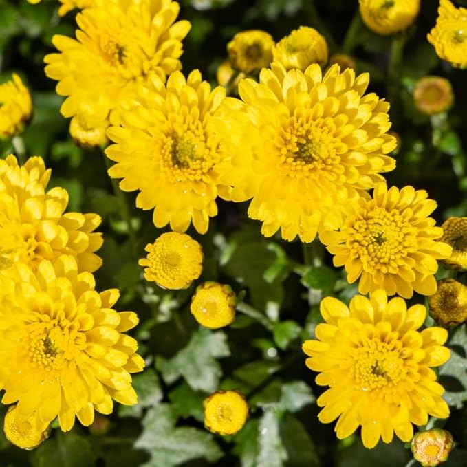 Pack 3 Yellow Chrysanthemum Plants, Mums Plants Live, 3 to 6 Inch Tall Garden Mum Live Plant, Vibrant Fall Blooms, Hardy Chrysanthemum Flowers, No Pot