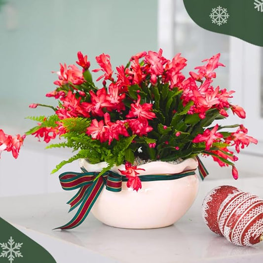 Christmas Cactus Plants Live, Thanksgiving Cactus Easter Cactus Like, 4-8 Inc Tall, Cold Hardy, Holiday Cactus for Indoor Outdoor Planting, Starter Size (Red)