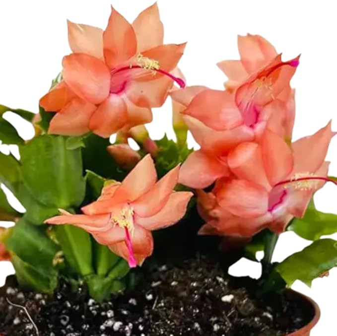 2 Christmas Cactus Plants Live, Starter Holiday Thanksgiving Cactus Plant for Indoor Outdoor Houseplants, Fasle Easter Cactus Plants Like, Cold Hardy, 5-9" in Tall, No Pot (Salmon)