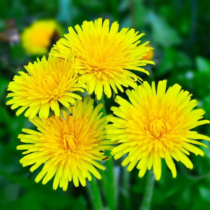 Dandelion Plants Live in 4 Inch Pot, Dandelion Plant, Dandelion Starter Plant for Outdoor Garden, Yellow Dandelion Plants