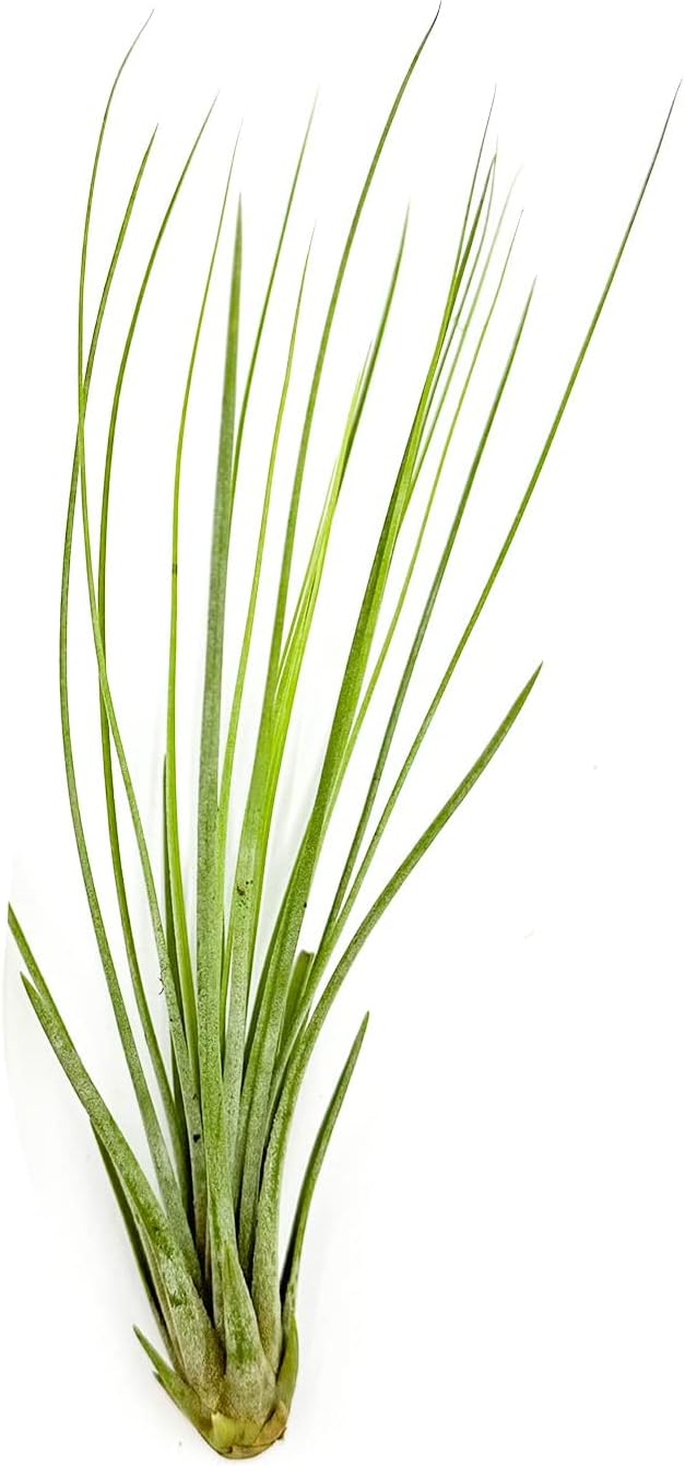 ragnaroc Air Plants - Tillandsia Juncea, Jumbo 8-12" - 1ct - Live Arrival Guaranteed - House Plants for Home Decor & Gift