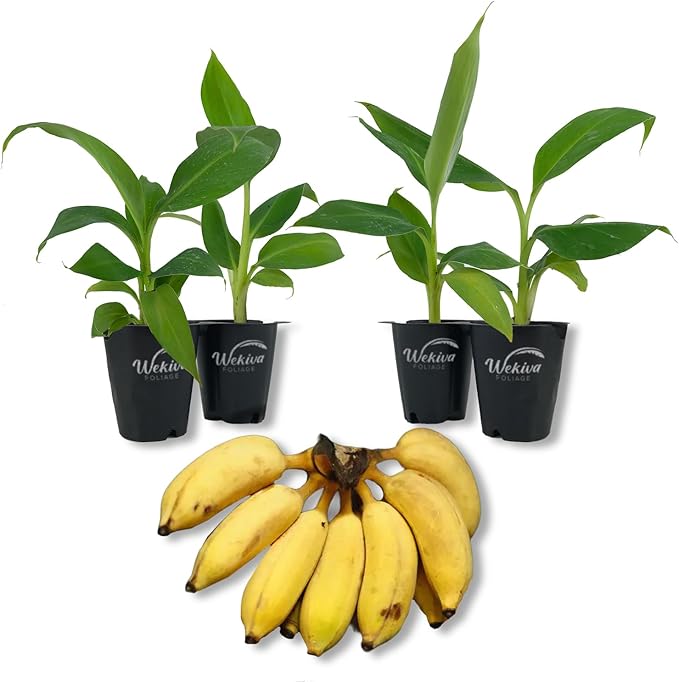 Goldfinger Banana Tree - 4 Live Starter Plants - Musa - Edible Fruit Bearing Tree for The Patio and Garden