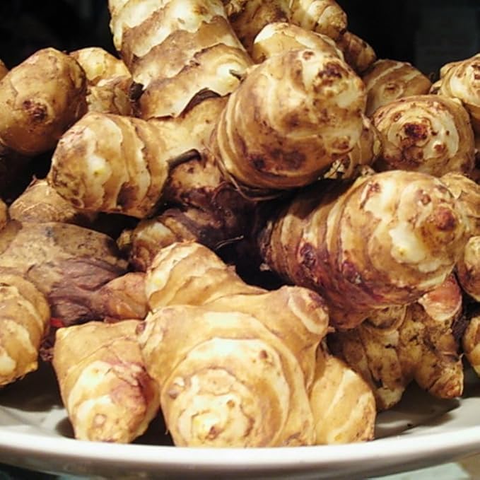 1 Pound Large Jerusalem Artichokes Tubers for Planting, Fresh Sunchokes Sunroots, Hardy Edible Perennial Roots for Outdoor Vegetable Garden
