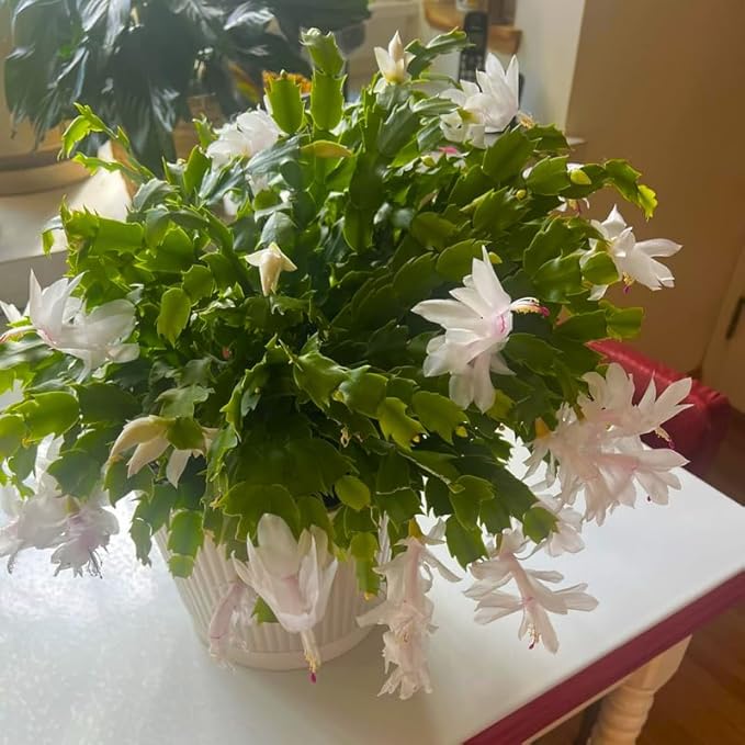 2 Christmas Cactus Plants Live, Starter Holiday Thanksgiving Cactus Plant for Indoor Outdoor Houseplants, Fasle Easter Cactus Plants Like, Cold Hardy, 5-9" in Tall, No Pot (White)