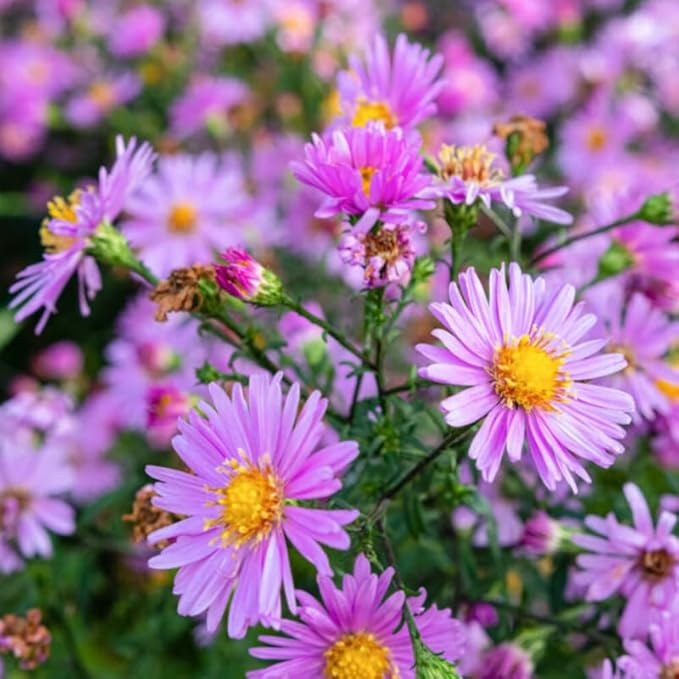 Live Aster Plant for Planting, Vibrant Pink Blooms 4-9 Inch Tall, Hardy and Perennial Aster, Ideal for Container and Outdoor Growing