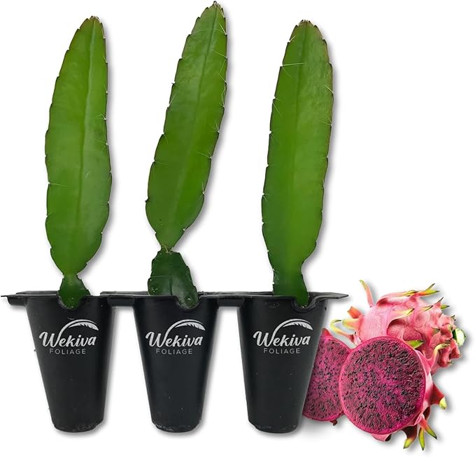 Edgar's Baby Dragon Fruit Tree - 3 Live Starter Plants - Hylocereous Undatus - Edible Tropical Fruit Plant from Florida