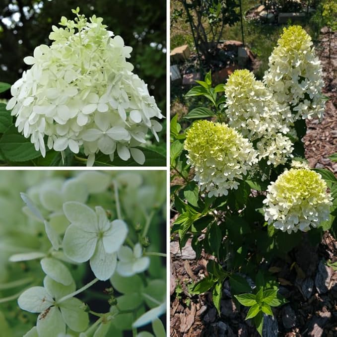 Hydrangea Plant Live, Lime Hydrangea Tree Live Plants, Dormant, 5 to 7 Inc Tall for Growing