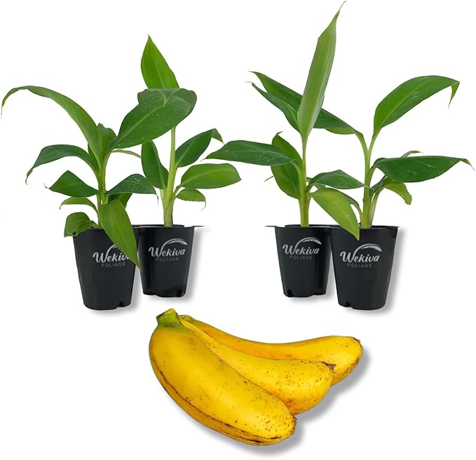 Little Prince Banana Tree - 4 Live Starter Plants - Musa - Edible Fruit Bearing Tree for The Patio and Garden