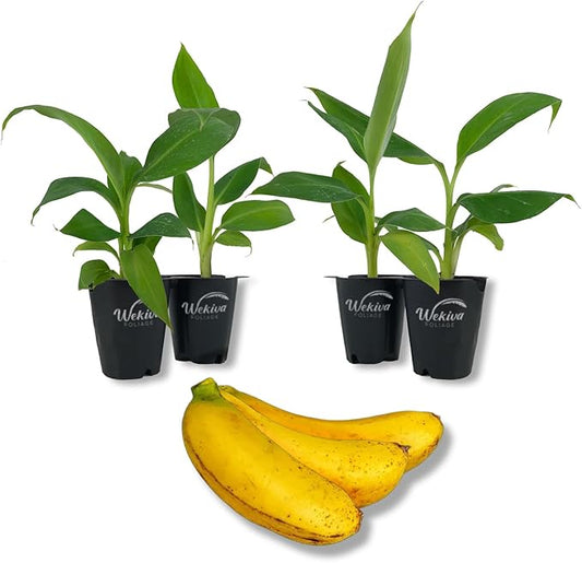 Little Prince Banana Tree - 4 Live Starter Plants - Musa - Edible Fruit Bearing Tree for The Patio and Garden