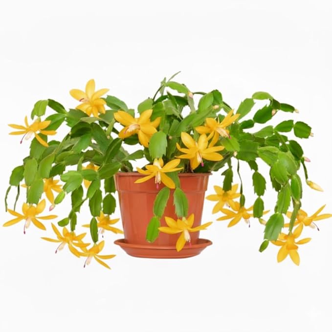 Yellow Peachy Thanksgiving Cactus Live Plant in 2" Pot, Holiday Christmas Cactus Plants Live, Winter Bloom, Indoor Planting