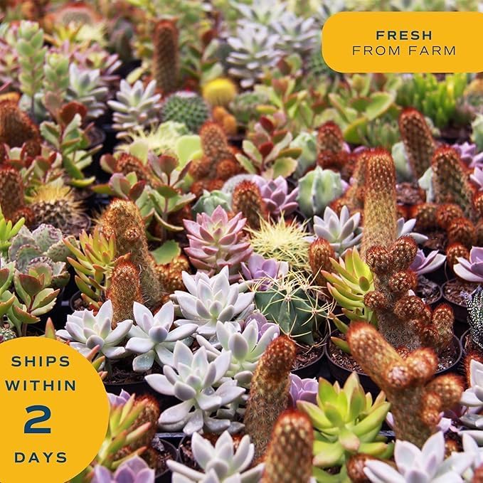 Costa Farms Haworthia, Succulent Live Plant in Decorative Pot, Easy to Maintain Indoor Houseplant, Perfect for Home, Room, or Office Decor, Great House Warming or Birthday Gift, 2.75-6 Inches Tall