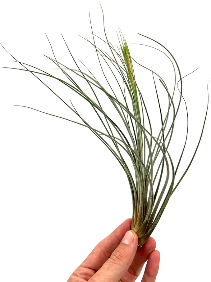 ragnaroc Air Plants - Tillandsia Juncea, Jumbo 8-12" - 5ct - Live Arrival Guaranteed - House Plants for Home Decor & Gift