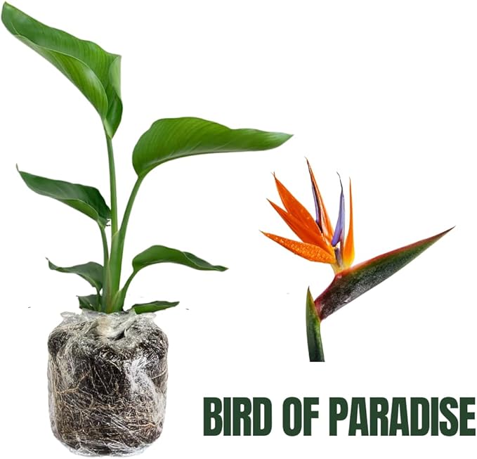 Bird of Paradise Plant Live, 5" to 12" Tall, Established Roots, Strelitzia Reginae Live Plant Houseplant Indoor Outdoor (Orange)