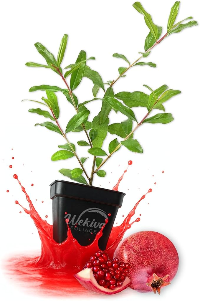 Salavatski Pomegranate Tree - 4 Live Plants in 3 Inch Growers Pots - Edible Fruit Bearing Tree for The Patio and Garden