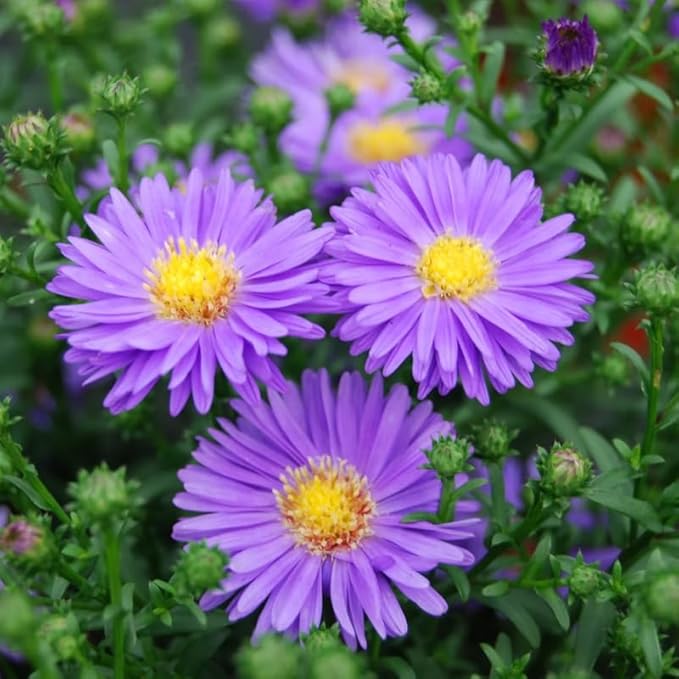 Live Aster Plant for Planting, Vibrant Purple Blooms 4-9 Inch Tall, Hardy and Perennial Aster, Ideal for Container and Outdoor Growing