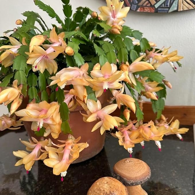 Yellow Peachy Thanksgiving Cactus Live Plant in 2" Pot, Holiday Christmas Cactus Plants Live, Winter Bloom, Indoor Planting
