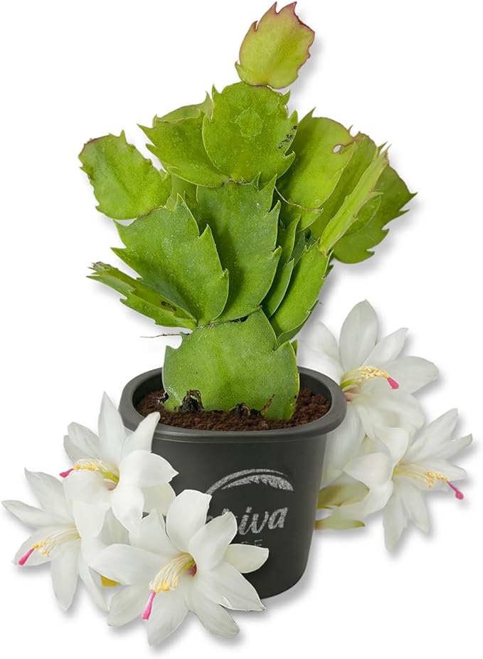 White Christmas Cactus - Live Starter Plants - Schlumbergera Bridgesii - Beautiful Colorful Tropical Indoor Succulent