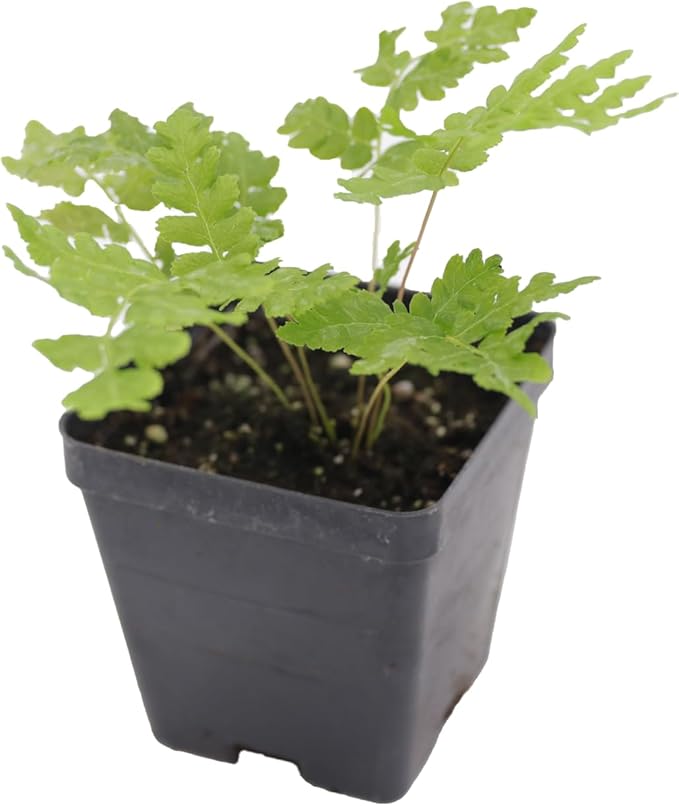 Greenwood Nursery: Live Perennial Plants - Cinnamon Fern + Osmundastrum Cinnamomeum - [Qty: 5X Pint Pots] - (Click for Other Available Plants/Quantities)