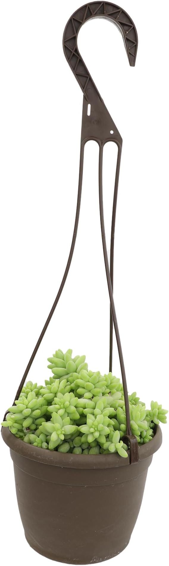 6" Sedum Burrito, Burros Tail Succulent Plants Live Succulent, Sedum Plants Live Succulents Plants Live Houseplants Live Indoor Plants Live Plants Indoor House Plants Indoors Live by Plants for Pets
