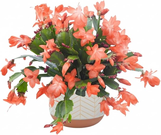 Christmas Cactus Plants Live, Thanksgiving Cactus Easter Cactus Like, 4-8 Inc Tall, Cold Hardy, Holiday Cactus for Indoor Outdoor Planting, Starter Size (Salmon)