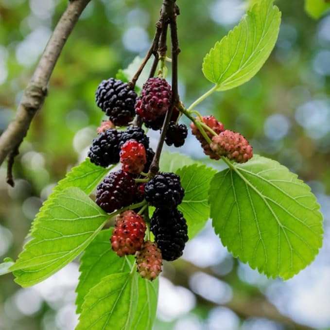 Mulberry Tree Live Plant, 5 to 8 Inch Tall, Sweet Mulberry Plant Live Seedling, No Pot, Edible Mulberries Fruit Tree Plant (Dwarf Everbearing Mulberry)
