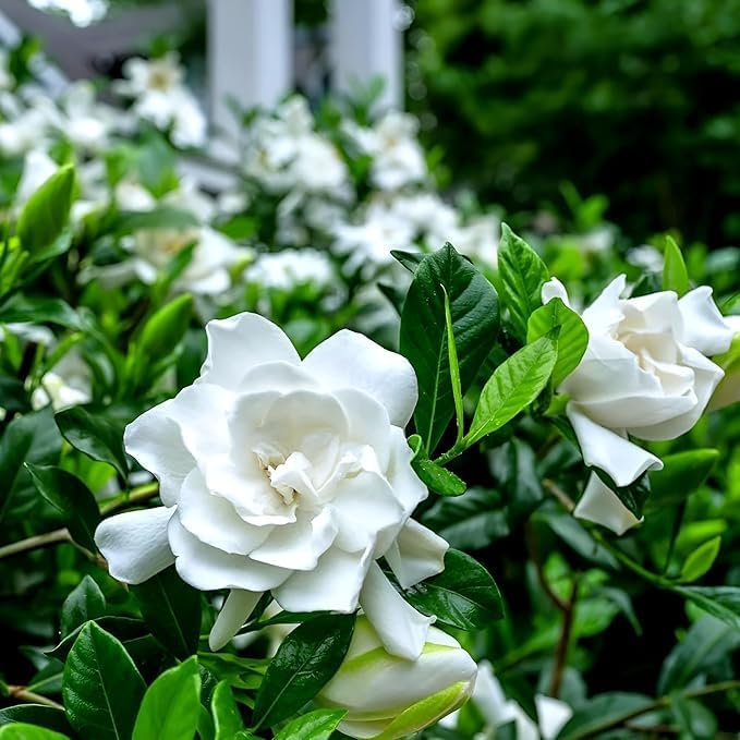 Live Aimee Gardenia Plant Giant Jasmine Flowers Shurb White Double Gardenia Flower Shurb Cape Jasmine Plant 8-12 Inch Tall