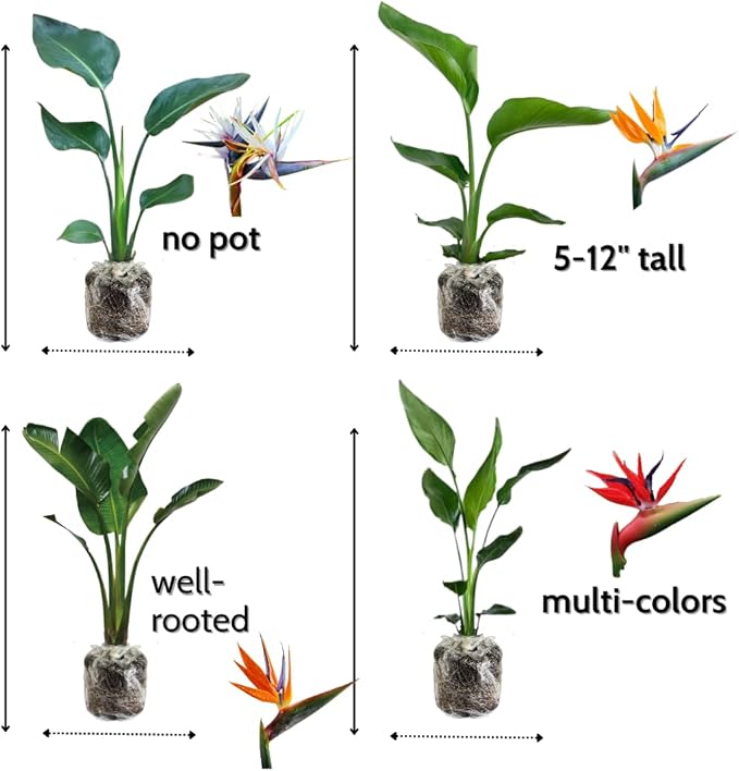 Bird of Paradise Plant Live, 5" to 12" Tall, Established Roots, Strelitzia Reginae Live Plant Houseplant Indoor Outdoor (Giant White)
