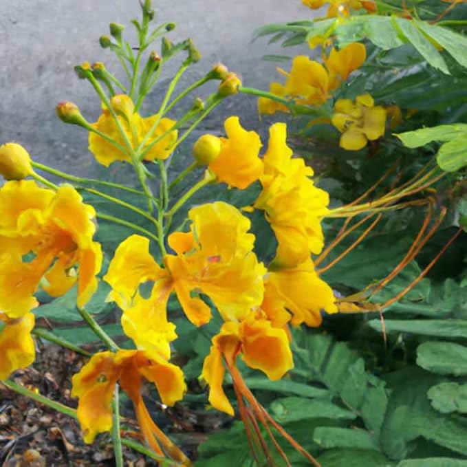 Yellow Mexican Bird of Paradise Plant Live, Pride of Barbados Dwarf Poinciana Tree in 4" Pot, 6 to 8 Inches in Tall