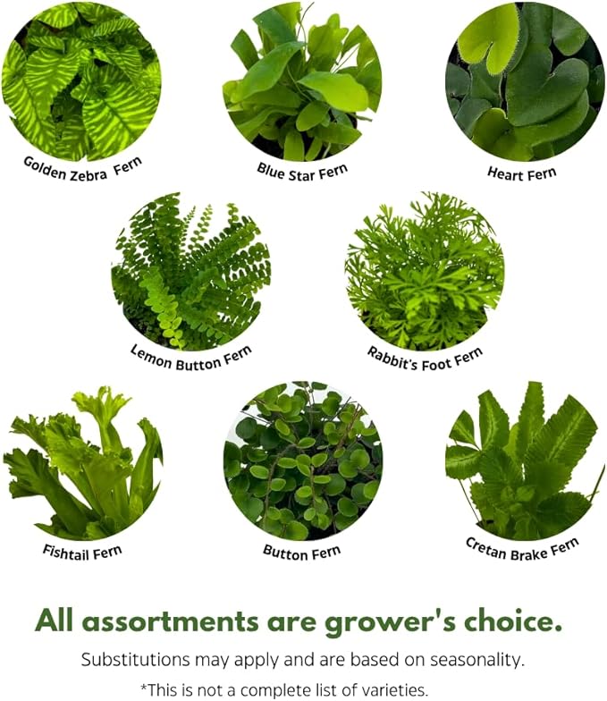 BubbleBlooms Fern Variety Assortment, 6 Different Ferns in 2 inch pots Tiny Mini Pixie Plants