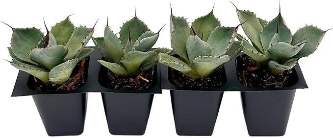 4 Agave Parryi | Live Succulents in 2.5-inch Nursery Cubes | Agave Parryi -truncata Variety | Easy-Care Drought-Tolerant Succulent | Featuring Striking Blue-Gray Compact Leaves for Xeriscapes and Home