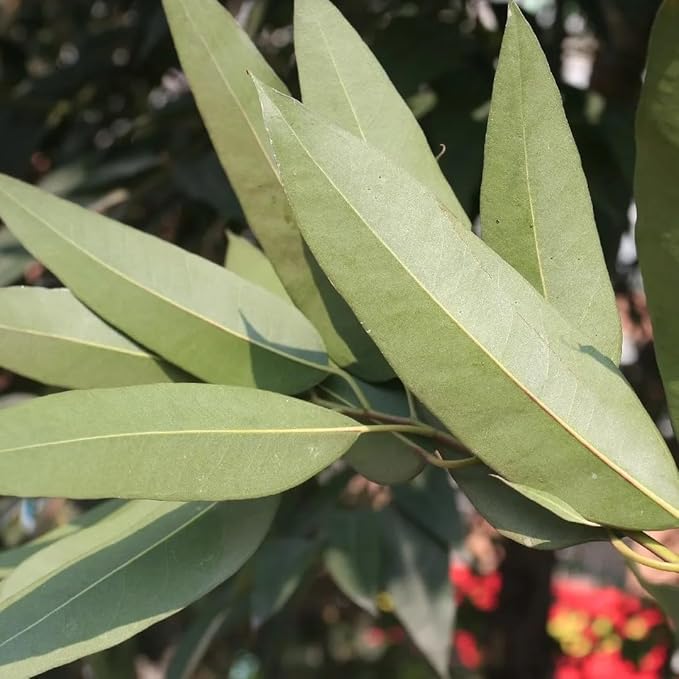Lemon Eucalyptus (Corymbia citriodora) Live Plant - Fragrant Indoor/Outdoor Plant with Natural Insect Repellent Citronella Oil (2 eucal-Lemon Cups)