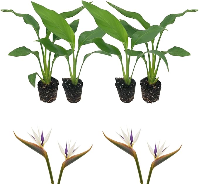 Live White Birds of Paradise Plant - 'White Birds of Paradise' Strelitzia nicolai - ragnaroc Tropical Plant 6-10” Tall - 4ct - Live Arrival Guaranteed - House Plants for Home Decor & Gift