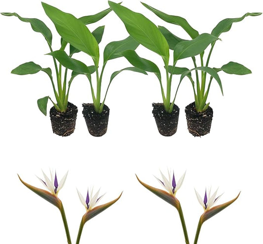 Live White Birds of Paradise Plant - 'White Birds of Paradise' Strelitzia nicolai - ragnaroc Tropical Plant 6-10” Tall - 4ct - Live Arrival Guaranteed - House Plants for Home Decor & Gift