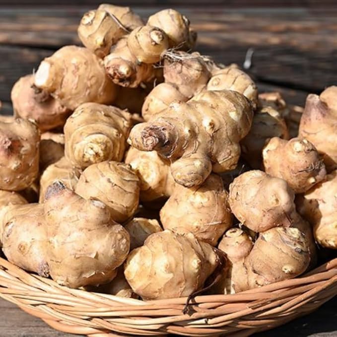 1/2 Lb Jerusalem Artichoke Tubers for Planting, Fresh Sunroots Sunchokes, Edible Hardy Roots for Home Garden or Raised Beds
