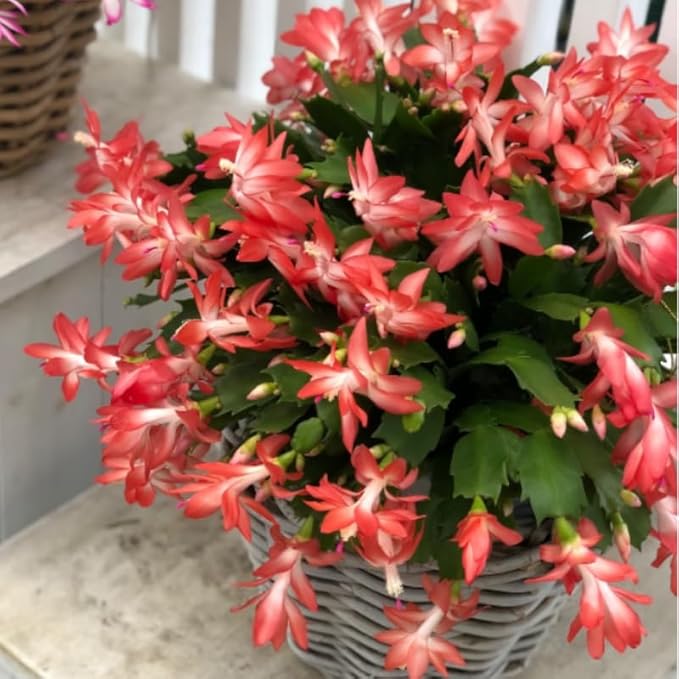 Christmas Cactus Plants Live, Thanksgiving Cactus Easter Cactus Like, 4-8 Inc Tall, Cold Hardy, Holiday Cactus for Indoor Outdoor Planting, Starter Size (Orange)
