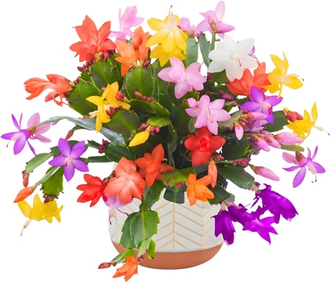 Christmas Cactus Plants Live, Thanksgiving Cactus Easter Cactus Like, 4-8 Inc Tall, Cold Hardy, Holiday Cactus for Indoor Outdoor Planting, Starter Size (Random Single Bloom)