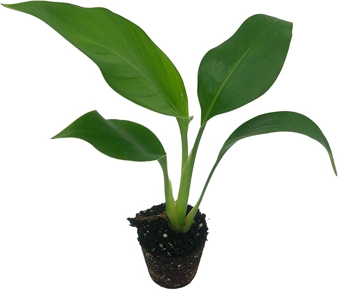Live White Birds of Paradise Plant - 'White Birds of Paradise' Strelitzia nicolai - ragnaroc Tropical Plant 6-10” Tall - 1ct - Live Arrival Guaranteed - House Plants for Home Decor & Gift