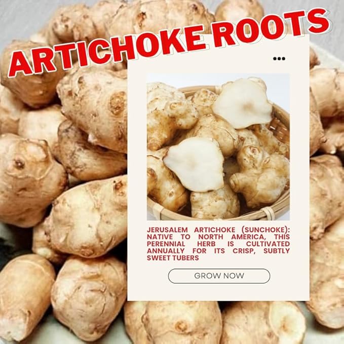 1/2 Lb Jerusalem Artichoke Tubers for Planting, Fresh Sunroots Sunchokes, Edible Hardy Roots for Home Garden or Raised Beds