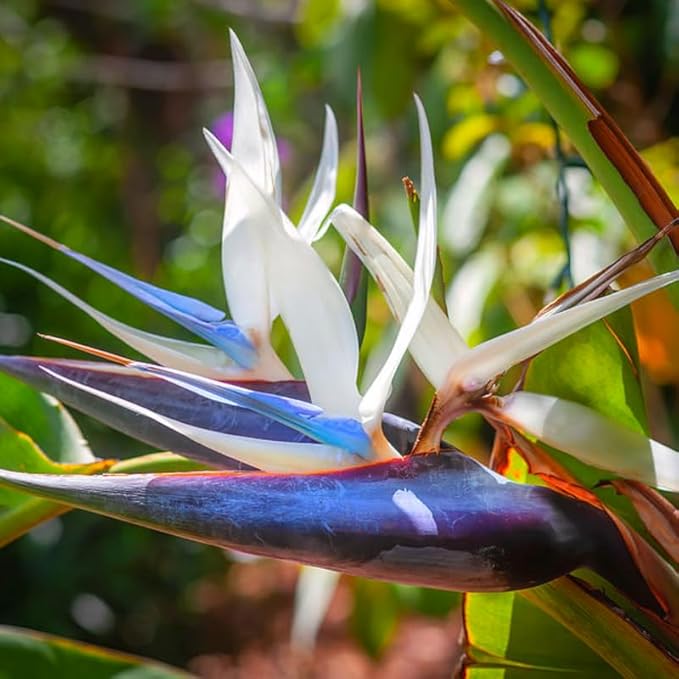 Bird of Paradise Plant Live, 5" to 12" Tall, Established Roots, Strelitzia Reginae Live Plant Houseplant Indoor Outdoor (Giant White)