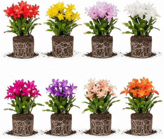 2 Mixed Christmas Cactus Plants, Thanksgiving Cactus 3-6 Inch Tall, Winter Succulents Flowers Container Hanging Basket Indoor Outdoor Planting